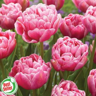 Aveyron Double Tulip Thumbnail